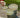 PLATS DE SERVICE DROITS FLEURs IRIS gold (14986093330815)