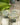 PLATS DE SERVICE DROITS FLEURs IRIS gold (14986093330815)